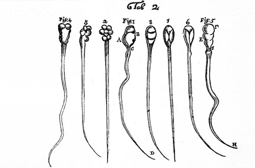 Leeuwenhoek, Microscopic observations.