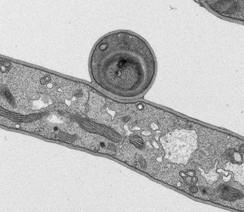 Penicillium chrysogenum (penicillium notatum) spore and hyphae